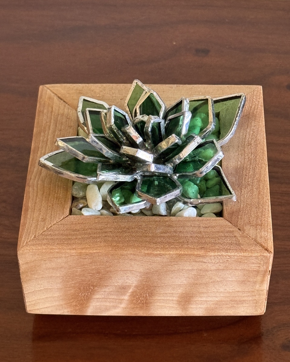 Green Succulent in Wood Vase