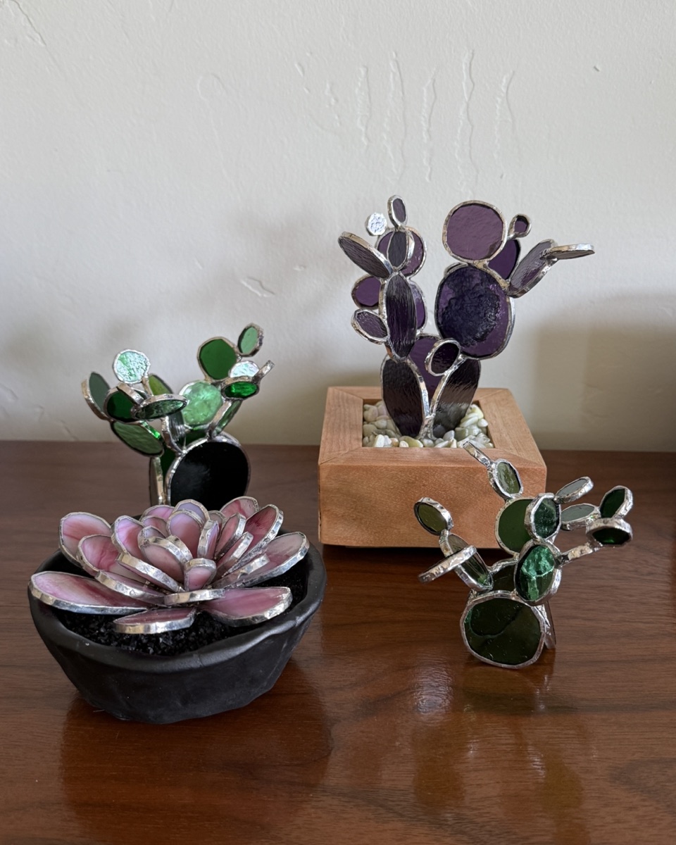 Succulent Variety Collection